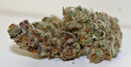 Biscotti Cookies - Royal Tree Gardens Strain Review