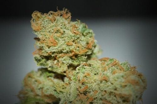 Reviewing The 'Chernobyl' Weed Strain from Dutchy | Strain Review