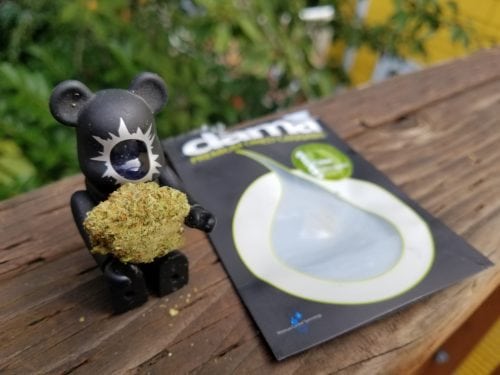 A Real Review of The Cinex Strain From Dama Cannabis