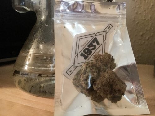 Testing 1937's Critical Mass Strain | Weed Review