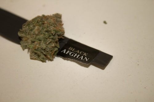 Black Afghan strain