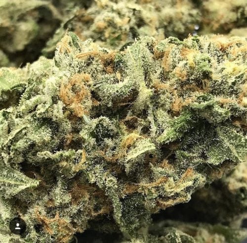 A Real Review of HempKings Cheese Strain