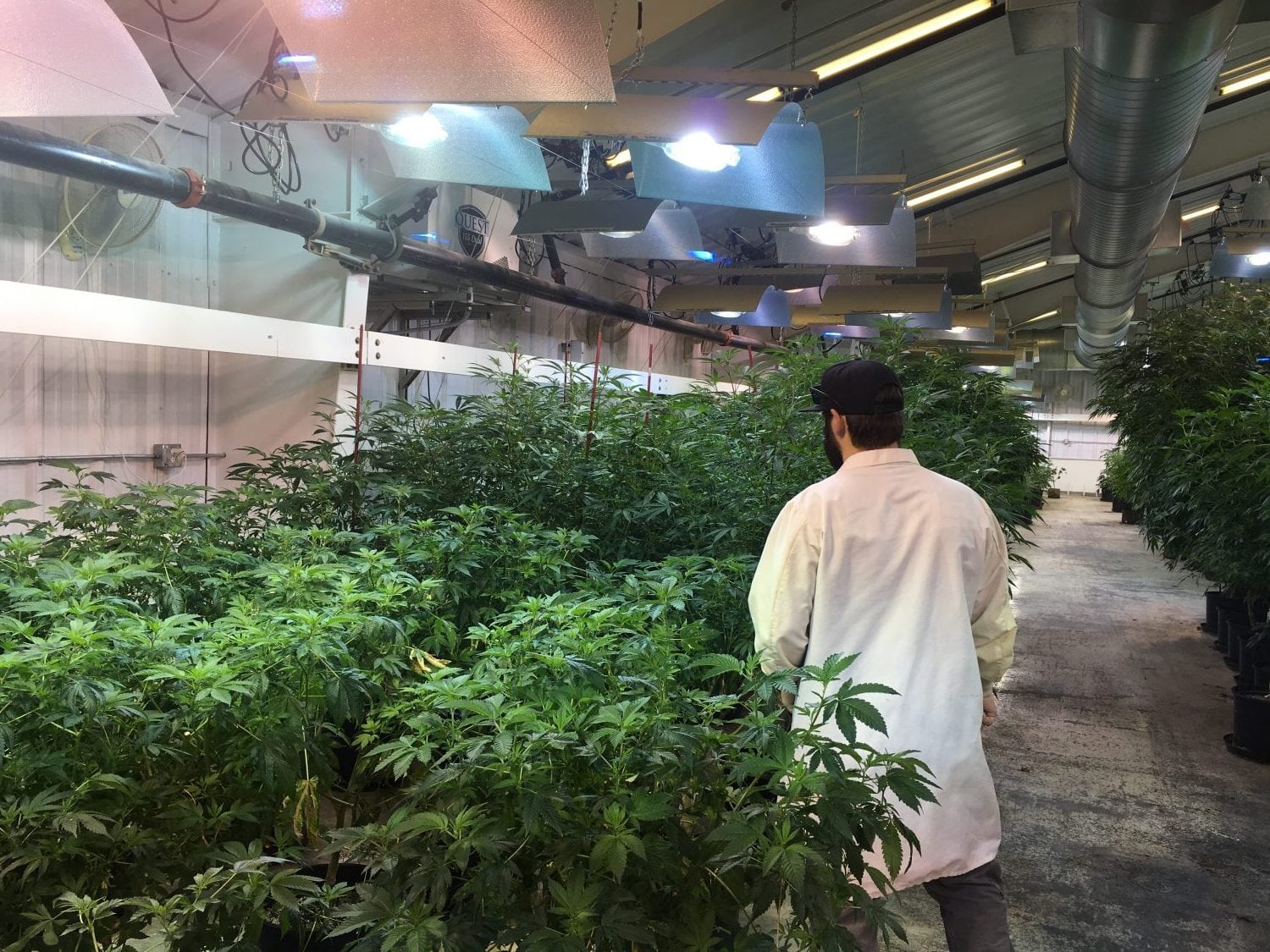 A Tour of Liberty Reach's Weed Farm in Raymond, Washington