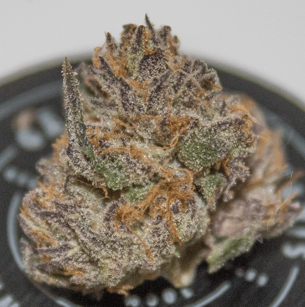 Gabriel's Rainbow Sherbet Strain Named Flavor of The Year by Leafly