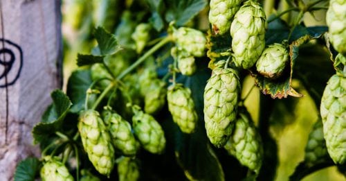 ImmunAG Contains CBD Derived From Humulus - Aka The Hop Plant