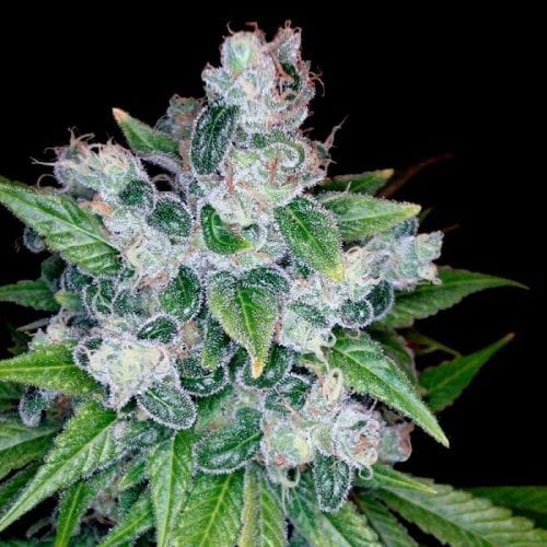 Kandy Kush strain