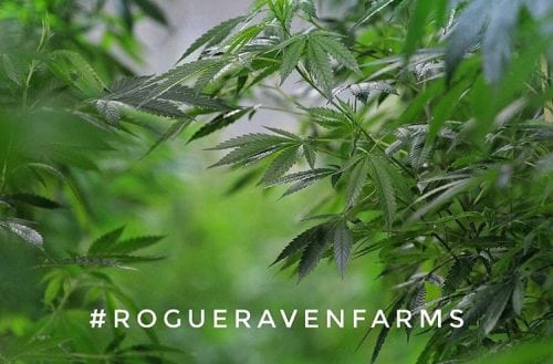 RMR's Official Review of White Widow from Rogue Raven Farms | Cannabis Strain Review