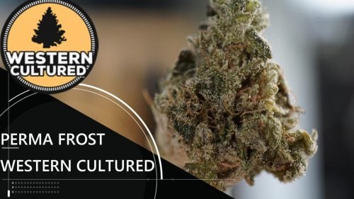 The Official Perma Frost Cannabis Strain Review (Ft. Western Cultured)