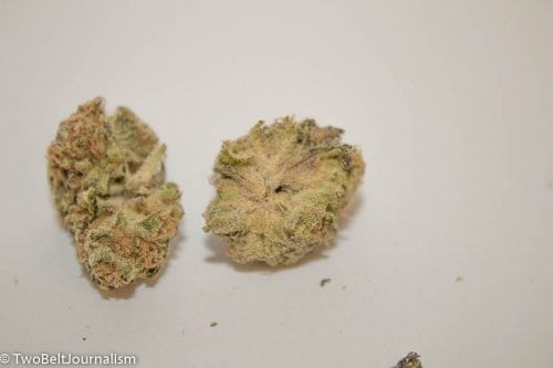 Is Exotikz OZ Kush Strain Worth Your Money?