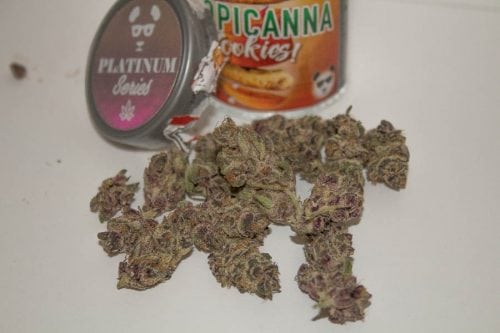 RMR - Weeds Top Three Cannabis Strains for Easter Sunday Reviewing Tropicanna Cookies From Phat Panda