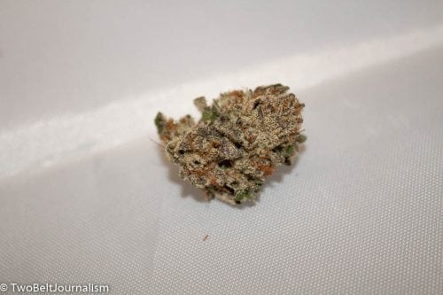 The Gabriel Cannabis Lemon Sorbet Pheno Hunt Winner