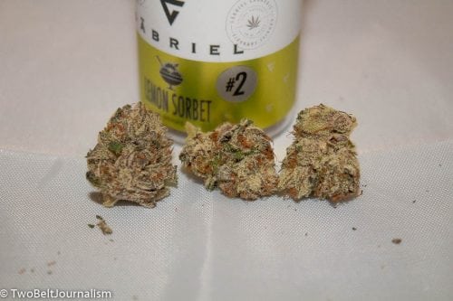 The Gabriel Cannabis Lemon Sorbet Pheno Hunt Winner