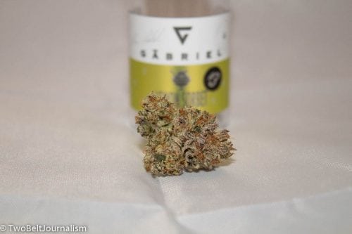 The Gabriel Cannabis Lemon Sorbet Pheno Hunt Winner