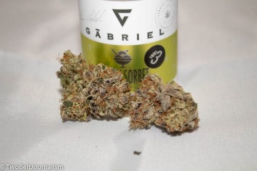 The Gabriel Cannabis Lemon Sorbet Pheno Hunt Winner