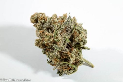 A Coastal Cannabis Sour Malawi Strain Review