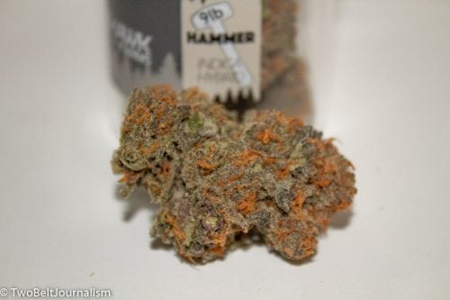 TreeHawk Farms - 9LB Hammer Strain Review