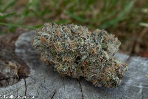 Montana Silver Tip Strain Review From Lilac City Gardens