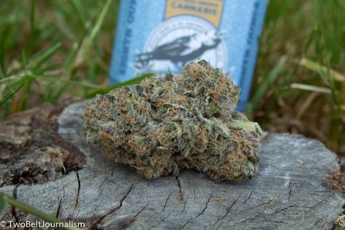 Montana Silver Tip Strain Review From Lilac City Gardens