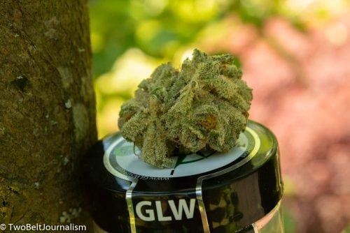 Check Out This GLW Cannabis Review (Feat. Pink Taco Strain)