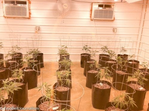 Lilac City Gardens Comes Correct With Their Indoor Grown Cannabis