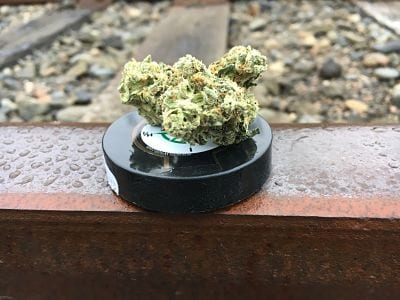 What Make's GLW's Pudding Cannabis Strain So Dank?