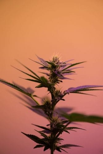 THC vs. CBD: What’s What?