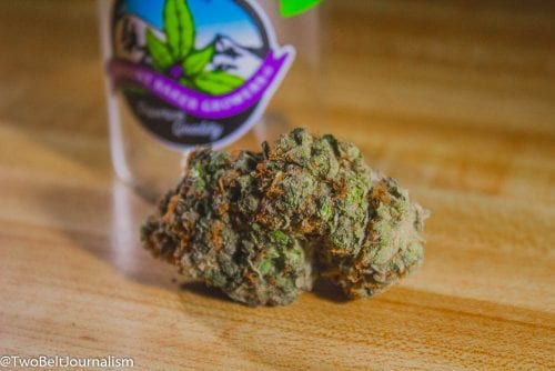 Sled Dawg Strain Review (Feat. Mount Baker Growers)