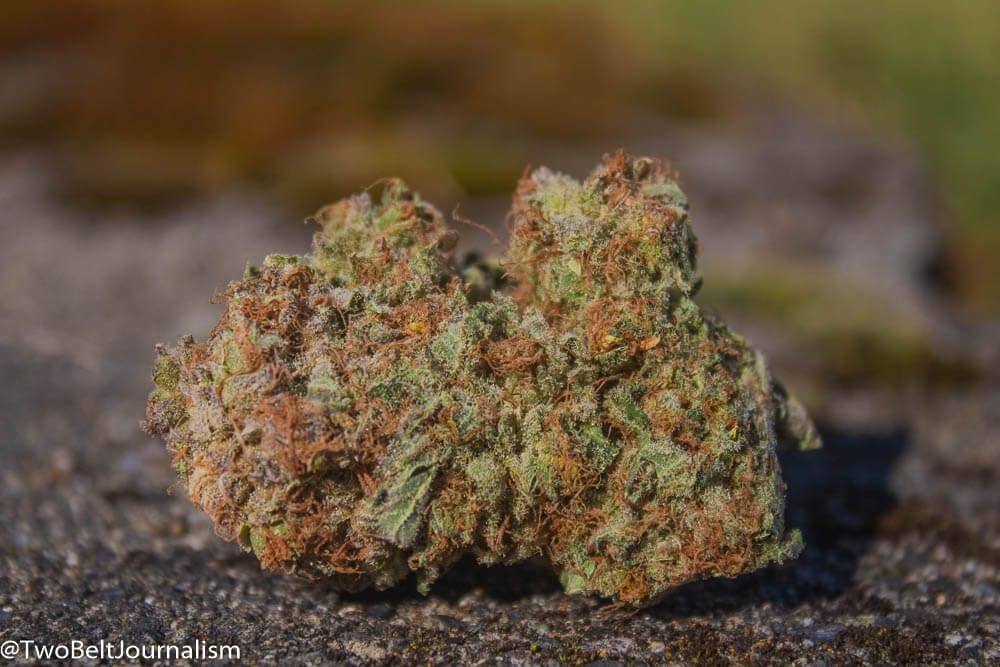 Zoz Cannabis Review Feat Agent Orange Strain