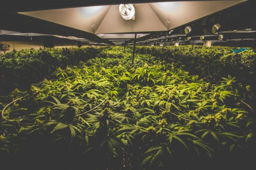 Cultivating Cannabis: LED vs. HPS Lights