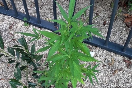 cannabis delivery