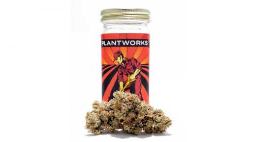 plantworks true og strain