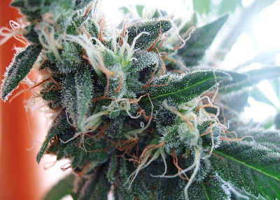 The White Widow strain hit the market in 1994 and started winning awards a year later in 1995. Enthusiasts and farmers alike can thank Green House Seeds