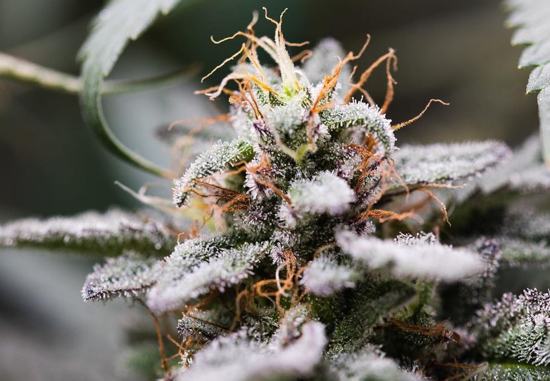 Pink Kush Is One Of The Most Popular Strains In All Of Canada—Is It ...