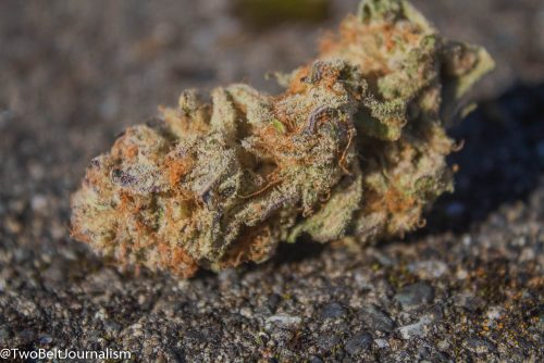 Find Out Why The Purple Punch Strain Is One Of The World's Best