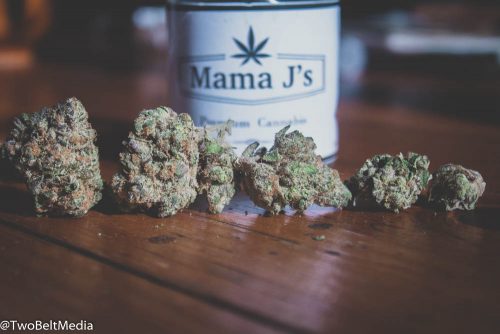 Mama J's Scooby Snacks Strain Is A Stanky Citrus Treat - Review