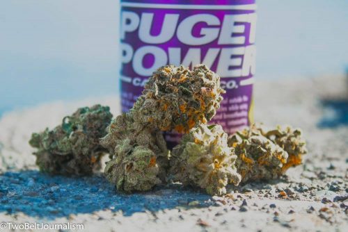 Manna From Heaven A 2:1 CBD Strain From Puget Power Cannabis