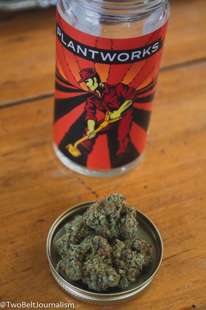 plantworks stashquatch strain