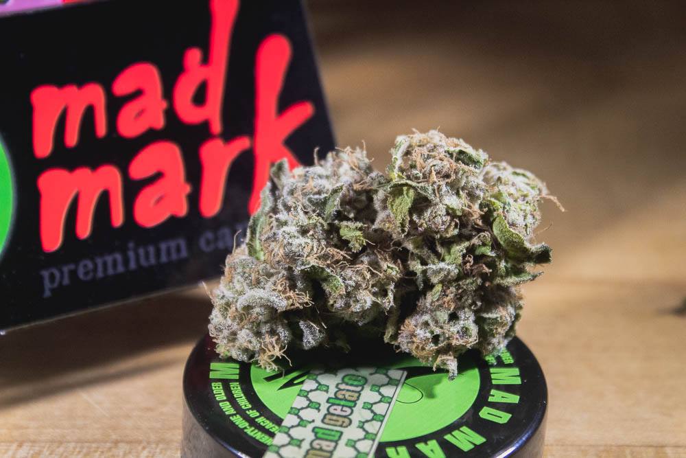 West Coast Weed Tour Washington Awards: Best Flower These Are Your 2019 West Coast Weed Tour Awards Mad Gelato From Mad Mark Farms Is What Gelato Should Be