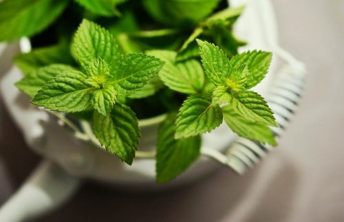 SKöRD's Breathmints Strain Has A Subtle Peppermint Aroma