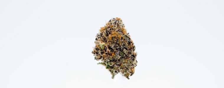 The Purple Punch Cannabis From Rosebud Growers Smells Like Creamy Fresh-Baked Muffins