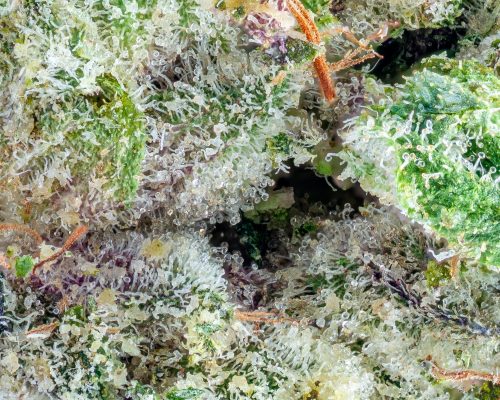 The Whoa-Si-Whoa Strain Origin Story: Top-Shelf Cultivation Exclusive Interview