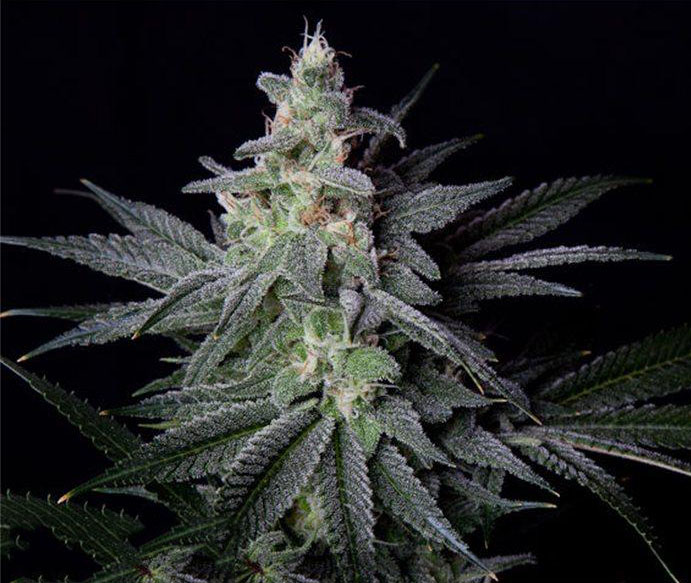 What Makes The Jack Herer Strain So Legendary