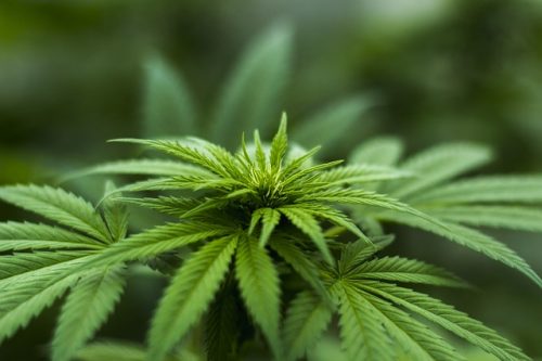 Oregon Breaks Precedent With New THC Increase For Hemp Products