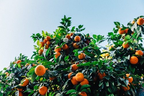 The Fruity Clementine Strain Tastes Like It’s Fresh Off The Branch