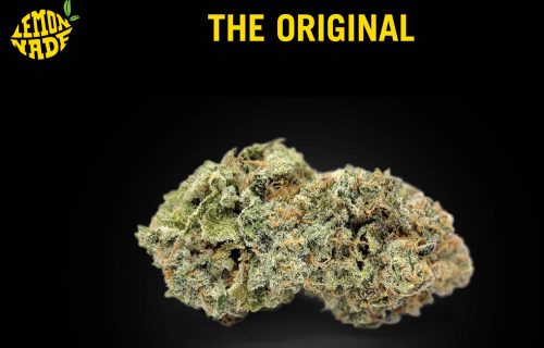 The Original Lemonnade Strain (Brand) Is An Alluring and Mysterious Craft Producer Available In WA and CA