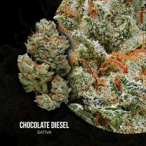 The Fragrant Chocolate Diesel Strain That Reeks Of Oaky Wood And Bittersweet Cocoa Makes For An Invigorating High