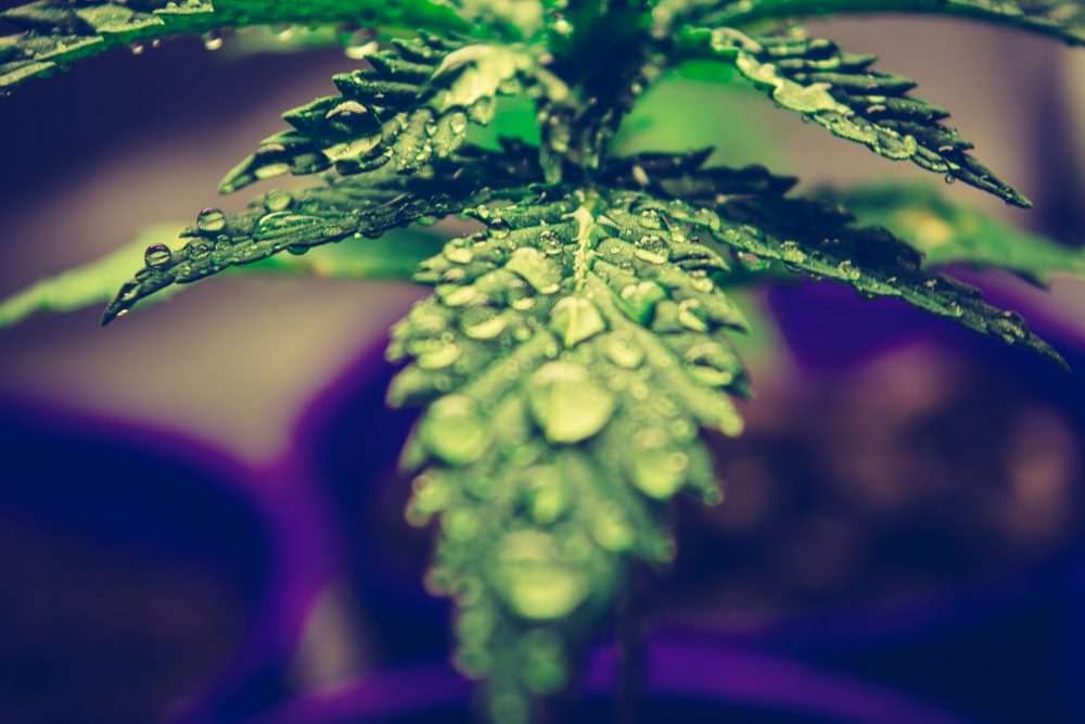 This Week In Weed: April 26-May 3 A CBD Lawsuit, New Method For Pollen Storage, A Revealed Federal Document, And A Call To Provide Coronavirus Aid To The Cannabis Industry