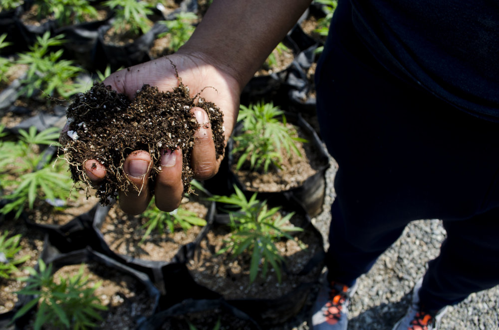 We Are Tired: Being Black In The Cannabis Industry During The Time Of Revolution