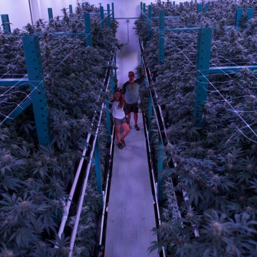 Cannabis Cultivation Facility Design: How To Build for Maximum Efficiency