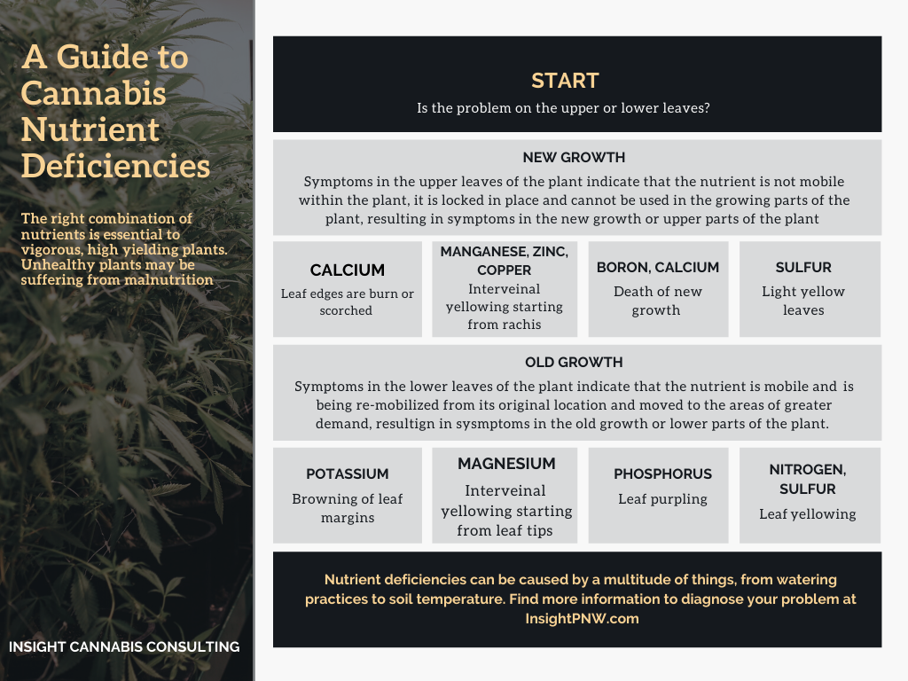 Cannabis Nutrient Deficiencies: A Simple Visual Guide To Help Solve ...